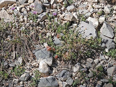 Clokey Egg Milkvetch (Astragalus oophorus var. clokeyanus)