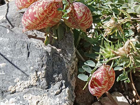 Clokey Egg Milkvetch (Astragalus oophorus var. clokeyanus)