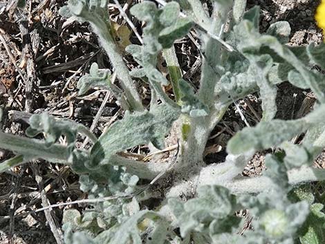 Woolly Desert Marigold (Baileya pleniradiata)