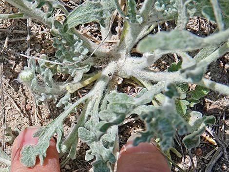 Woolly Desert Marigold (Baileya pleniradiata)