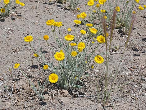 Woolly Desert Marigold (Baileya pleniradiata)