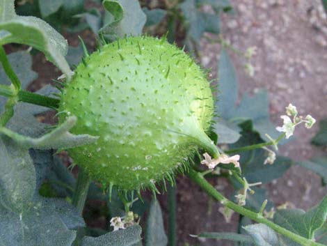 Desert Starvine (Brandegea bigelovii)