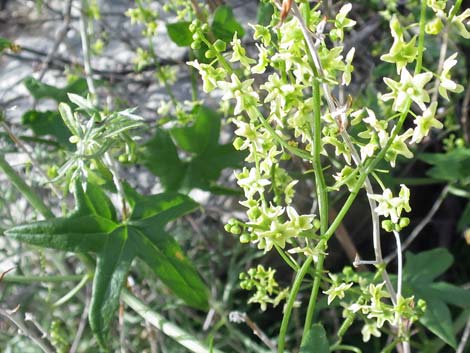 Desert Starvine (Brandegea bigelovii)