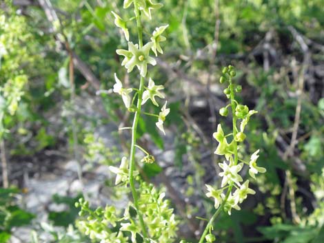 Desert Starvine (Brandegea bigelovii)