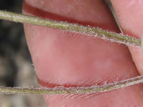 Douglas' Dustymaiden (Chaenactis douglasii)