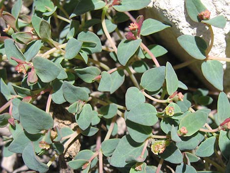 Fendler's Sandmat (Chamaesyce fendleri)