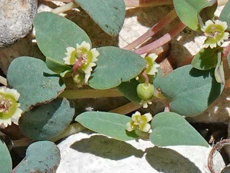 Fendler's Sandmat (Chamaesyce fendleri)