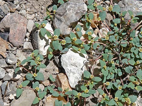 Fendler's Sandmat (Chamaesyce fendleri)