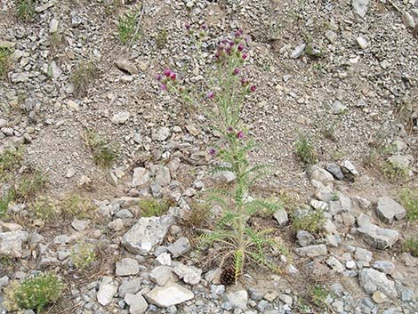 Arizona Thistle (Cirsium arizonicum)