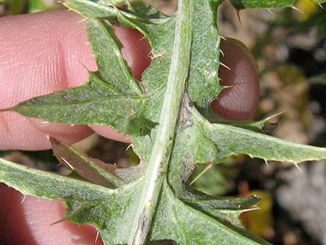 Arizona Thistle (Cirsium arizonicum)