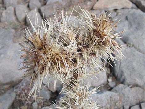 Whitespine Thistle (Cirsium clokeyi)