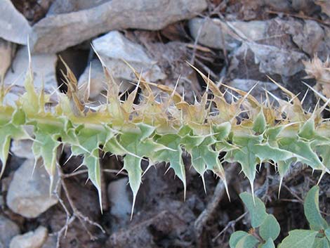 Clokey Thistle (Cirsium clokeyi)