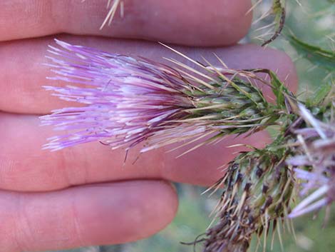 Clokey Thistle (Cirsium clokeyi)