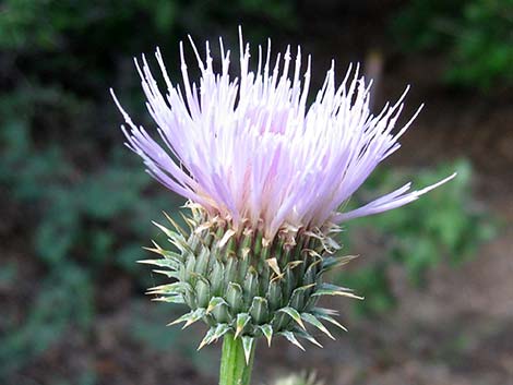 Mojave Thistle (Cirsium mohavense)