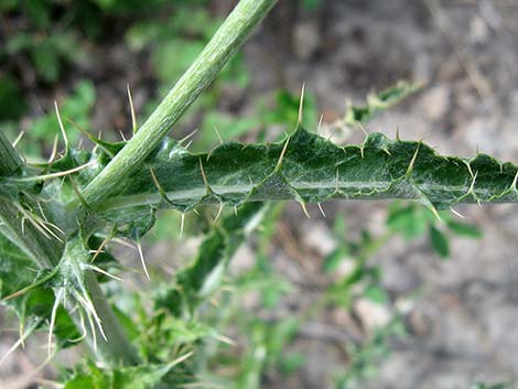 Mojave Thistle (Cirsium mohavense)