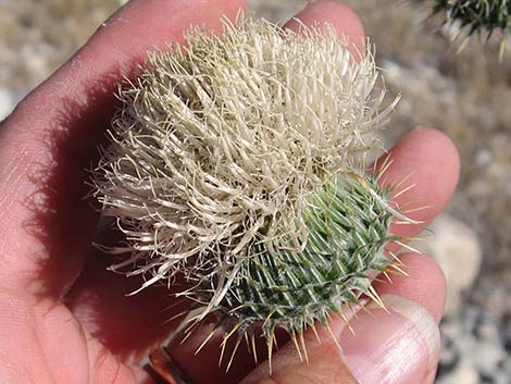 New Mexico Thistle (Cirsium neomexicanum)