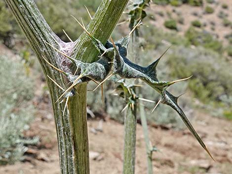 New Mexico Thistle (Cirsium neomexicanum)