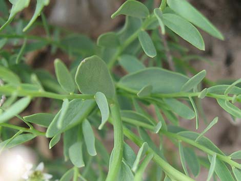 Bastard Toadflax (Comandra umbellata)