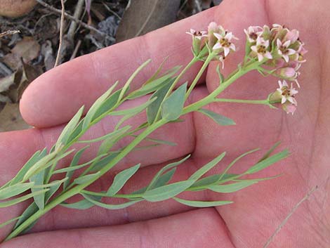 Bastard Toadflax (Comandra umbellata)