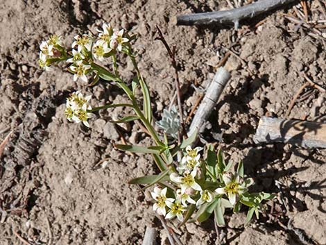 Bastard Toadflax (Comandra umbellata)