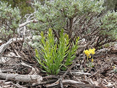 Bastard Toadflax (Comandra umbellata)