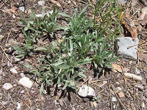 James' Cryptantha (Cryptantha cinerea)