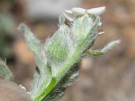 James' Cryptantha (Cryptantha cinerea)