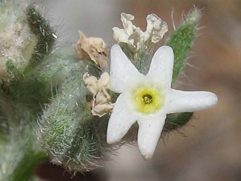 James' Cryptantha (Cryptantha cinerea)