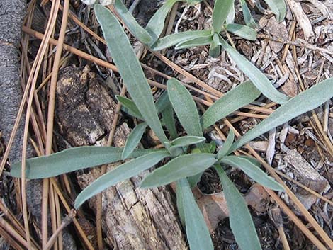 James' Cryptantha (Cryptantha cinerea)