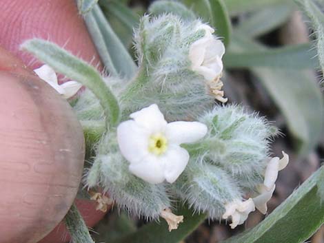 James' Cryptantha (Cryptantha cinerea)