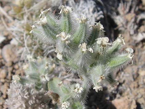 Virgin River Cryptantha (Oreocarya virginensis)