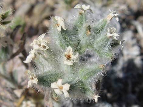 Virgin River Cryptantha (Oreocarya virginensis)