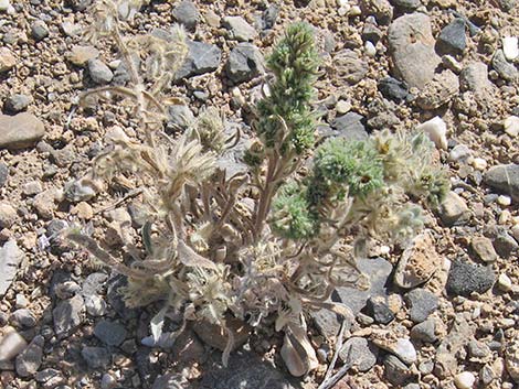 Virgin River Cryptantha (Oreocarya virginensis)