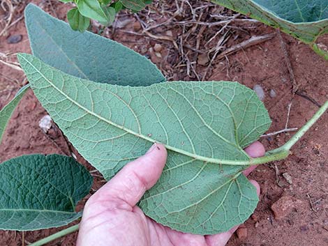 Buffalo Gourd (Cucurbita foetidissima)