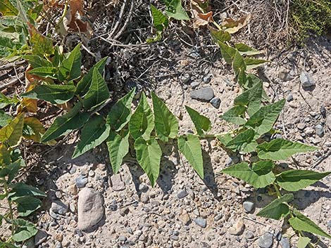 Buffalo Gourd (Cucurbita foetidissima)