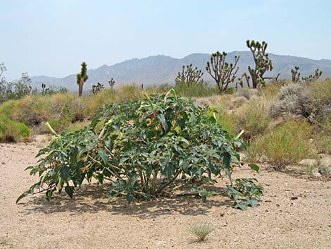 Jimson Weed (Datura wrightii)