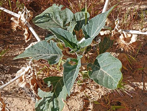 Jimson Weed (Datura wrightii)