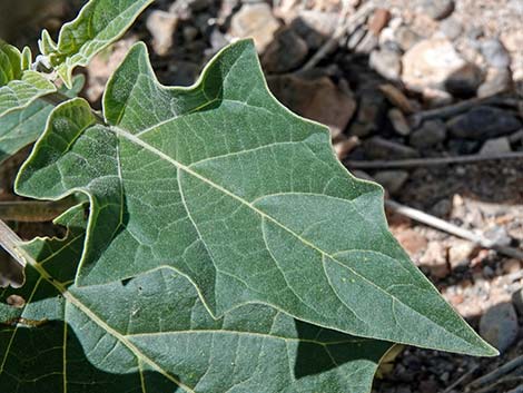 Jimson Weed (Datura wrightii)