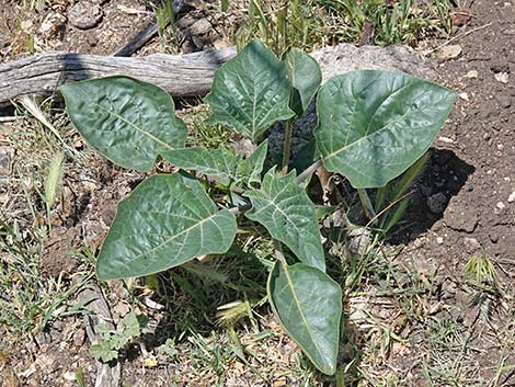 Jimson Weed (Datura wrightii)