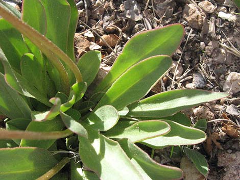 Darkthroat Shootingstar (Dodecatheon pulchellum)