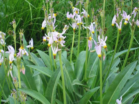 Scented Shootingstar (Dodecatheon redolens)