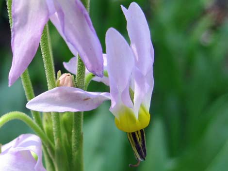 Scented Shootingstar (Dodecatheon redolens)