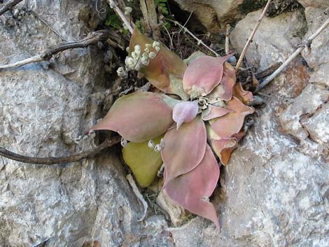 Chalk Dudleya (Dudleya pulverulenta)