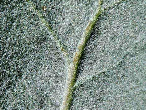 Skeletonweed (Eriogonum inflatum var. deflatum)