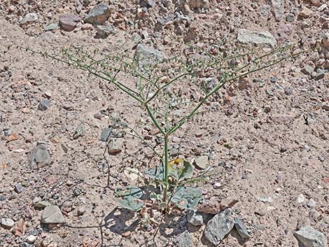 Skeletonweed (Eriogonum inflatum var. deflatum)