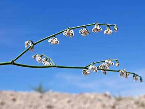 Skeletonweed (Eriogonum inflatum var. deflatum)