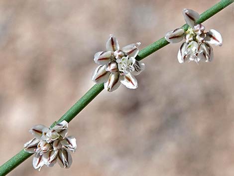 Skeletonweed (Eriogonum inflatum var. deflatum)