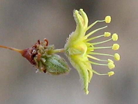 Desert Trumpet (Eriogonum inflatum)