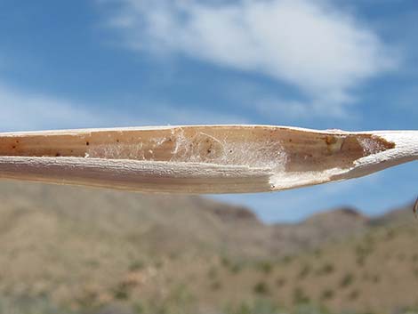 Desert Trumpet (Eriogonum inflatum)