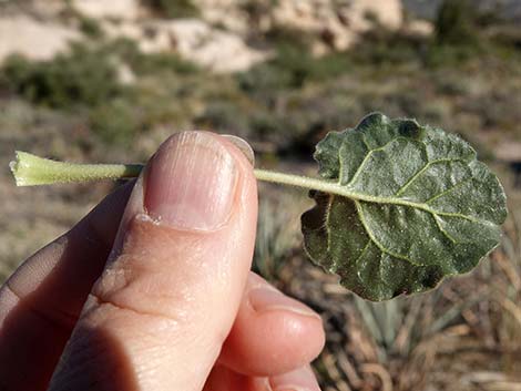 Desert Trumpet (Eriogonum inflatum)